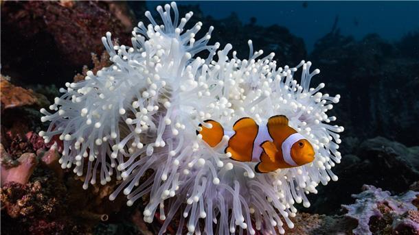 Zum Wegschrumpfen heiß: Bei Hitze werden Clownfische kleiner Die aus dem Animationsfilm „Findet Nemo“ bekannten Echten Clownfische (Amphiprion percula) leben im Schutz von Seeanemonen.