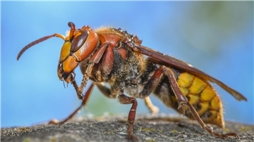 „Die ausgewachsenen Hornissen sind Vegetarier. Sie ernähren sich von Nektar und Pflanzensäften“: Eine Hornisse (Vespa crabro).
