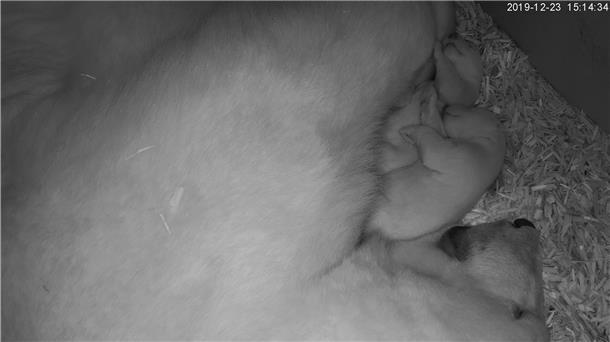Die beiden Eisbären-Babys im Zoo am Meer und Mutter Valeska kuscheln in der Wurfhöhle.