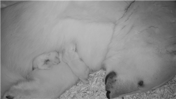 Die beiden Eisbärenbabys kuscheln sich an ihre Mutter.