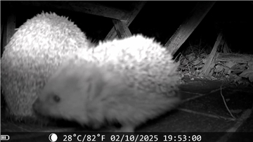 Zwei Igel sind in Nordenham von einer Wildtierkamera aufgenommen worden.