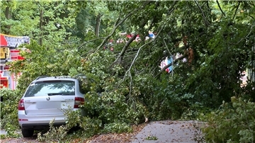  Ein umgestürzter Baum 