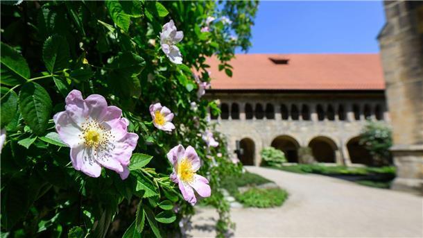 Legendärer Rosenstock blüht in Hildesheim Die berühmteste Rose Hildesheims erstrahlt wieder.