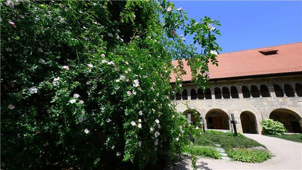 Legendärer Rosenstock blüht in Hildesheim Die berühmteste Rose Hildesheims erstrahlt wieder.