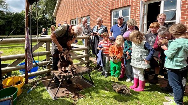 Ein Mann schert beim Schaftag an der Moorseer Mühle ein Schaf. Eine Gruppe von Leuten schaut dabei zu.