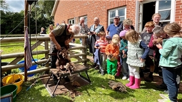 Ein Mann schert beim Schaftag an der Moorseer Mühle ein Schaf. Eine Gruppe von Leuten schaut dabei zu.