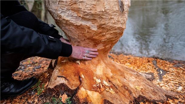 Biber erobern Niedersachsen - Leitfaden für Umgang Die Biber sind zurück - sie seien eine Bereicherung, ihre Bauten könnten aber auch zu Problemen führen, sagt Niedersachsens Umweltminister Christian Meier. (Symbolbild)