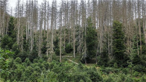 Fotos zeigen, wie der Klimawandel Deutschland verändert Die Bilder aus der Eifel von 2023 bis 2025 zeigen: Bäume wachsen langsam. Die widerstandsfähigeren Buchen sollen die abgestorbenen Fichten im Laufe der Zeit verdrängen.