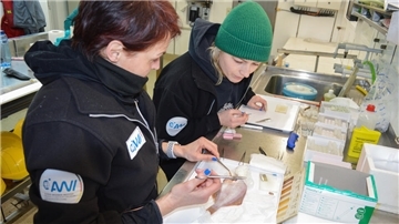Die biologisch-technische Assistentin Ute Marx (links) und die Doktorandin Romina Schuster vom AWI sezieren auf dem Forschungsschiff „Heincke“ einen Plattfisch