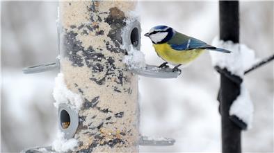 Meisen mögen Erdnüsse, Buchfinken lockt man mit Mohn Die Blaumeise lässt sich am Futterspender ihre Mahlzeit schmecken. Das ist nicht nur für den Vogel ein Genuss, sondern auch für die Menschen, die ihn dabei beobachten können.