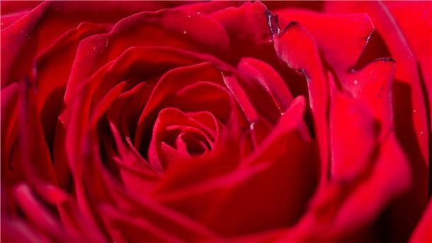 Preisaufschlag für Schnittblumen am Valentinstag Die Boten der ewigen Liebe...