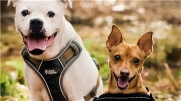 Die Boxermixhündin Edda (links) und der Pinscherrüde Bruno sind beste Freunde und werden deshalb nur zusammen vermittelt.