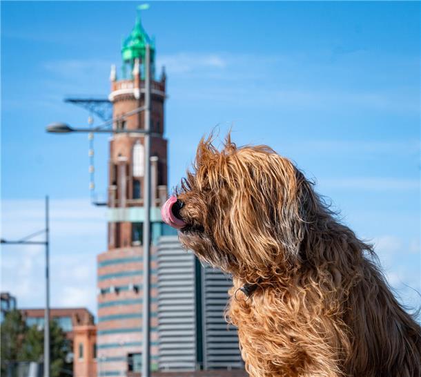 Der perfekte Tag in Bremerhaven für Sie und Ihren Hund Die Briard-Hündin Bijou hofft, dass ein paar Brocken des Fischbrötchens für sie abfallen.