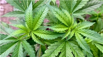 Die Bundesregierung plant, den Cannabis-Konsum in Deutschland zu legalisieren.