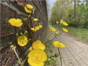 Gelbe Blumen an Mauer