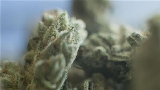 Kritik an Erhöhung der Cannabis-Grenzwerte im Verkehr Die Cannabis-Debatte geht auch nach der Legalisierung weiter.