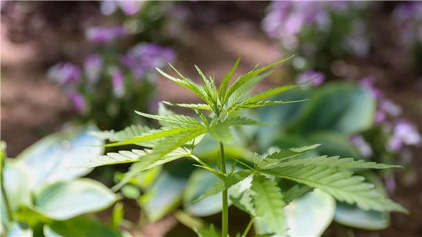 Die Cannabispflanze ist auf Spielplätzen ein ungebetener Gast.