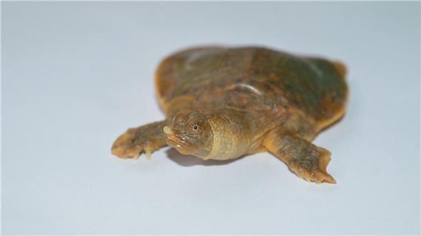 Extrem seltene Schildkröte in Indien entdeckt Die Cantors Riesen-Weichschildkröte ist unter anderem infolge der Zerstörung ihres Lebensraums als „vom Aussterben bedroht“ auf der Roten Liste bedrohter Arten der Weltnaturschutzunion (IUCN) eingestuft.