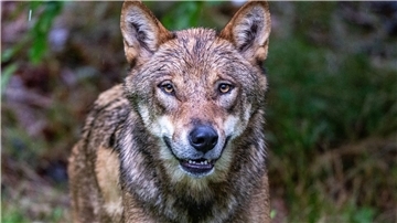 Die Debatte um die Bejagung des Wolfs geht weiter. Tirol will einen regulären Abschuss.