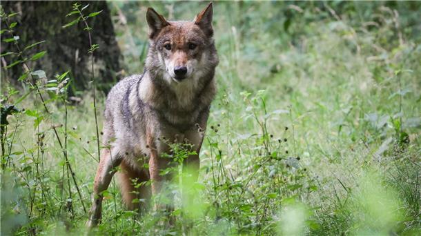 Tirol will noch stärkere Jagd auf den Wolf Die Debatte um die Bejagung des Wolfs geht weiter. Tirol will einen regulären Abschuss.