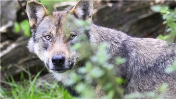 Wolf