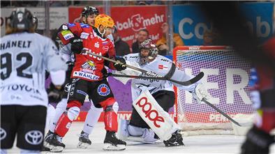 Zwei Eishockeyspieler kämpfen vor dem Tor um den Puck. Die Duelle zwischen den Pinguins und den Haien waren in der Hauptrunde immer hart umkämpft. 