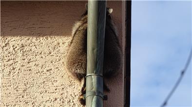 Ein Waschbär ist zwischen einem Dachrinnenrohr und einer Hauswand eingeklemmt