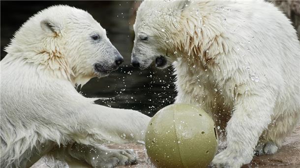 Die Eisbären-Zwillinge Anna und Elsa fühlen sich in Bremerhaven pudelwohl. Doch auch ihr Gehege benötigt viel Energie.