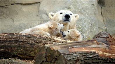 Die Eisbären-Zwillinge Anna und Elsa mit Mutter Valeska: Dieses Jahr schauen ihnen bisher nur die Zoomitarbeiter beim Spielen zu.