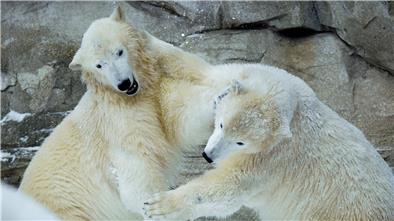 Die Eisbären-Zwillinge Elsa und Anna tollen im Zoo am Meer im ersten Schnee ihres Lebens herum.