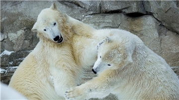 Die Eisbären-Zwillinge Elsa und Anna tollen im Zoo am Meer im ersten Schnee ihres Lebens herum.