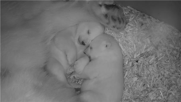 Bremerhavens Eisbärchen: Ganz schön groß geworden Eisbären