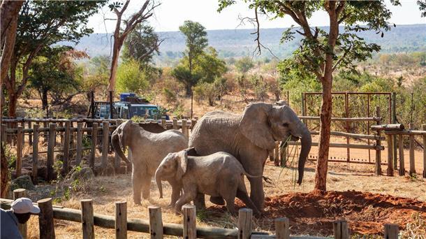 Simbabwe: Aufgepäppelte Elefantenwaisen ausgewildert Die Elefantenwaisen erkunden das Gehege gleich nach ihrer Ankunft im Naturschutzgebiet Panda Masuie in Simbabwe.