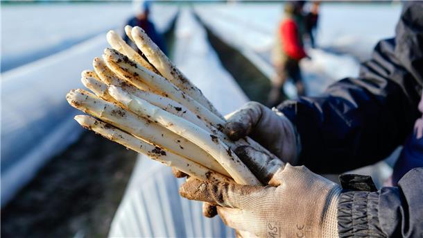 Die ersten Stangen Spargel sind in dieser Saison längst gestochen.