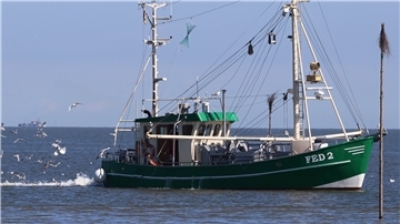 Die Fedderwardersieler Krabbenfischer sind auf eine schiffbare Hafenzufahrt angewiesen. Das Zeitfenster, in dem sie ein- und auslaufen können, ist in den vergangenen Jahren kontinuierlich kleiner geworden.