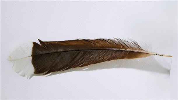 Seltene Vogelfeder zu Rekordpreis versteigert Die Feder des ausgestorbenen Huia-Vogels hat bei einer Auktion in Neuseeland einen Rekordpreis erzielt.