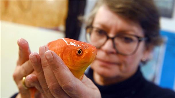 Fachtierärzte warnen vor „Notstand“: Fische gefährdet Die Fischtierärztin Sandra Lechleiter in ihrer Praxis mit einem betäubten Goldfisch während einer klinischen Untersuchung.
