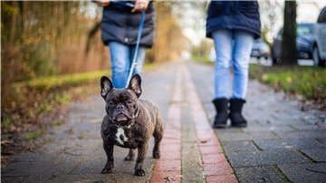 Die französische Bulldogge Gipsy, einst abgemagert im Tierheim abgegeben, hat ein neues Zuhause gefunden.