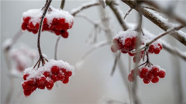 Neue Woche beginnt mit Frost Die Früchte eines Beerenbaums, aufgenommen auf dem Erbeskopf im Hunsrück.