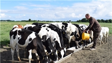 Die Fütterung der Kälber von Landwirt Jörg Kuck muss diesen Sommer leider ohne Publikum stattfinden. Landvolkverband