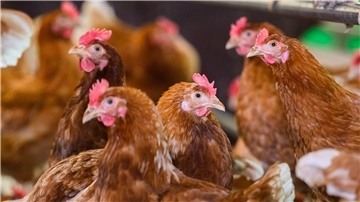 Die Geflügelpest stellt viele Landkreise in Niedersachsen vor Herausforderungen. (Symbolbild)