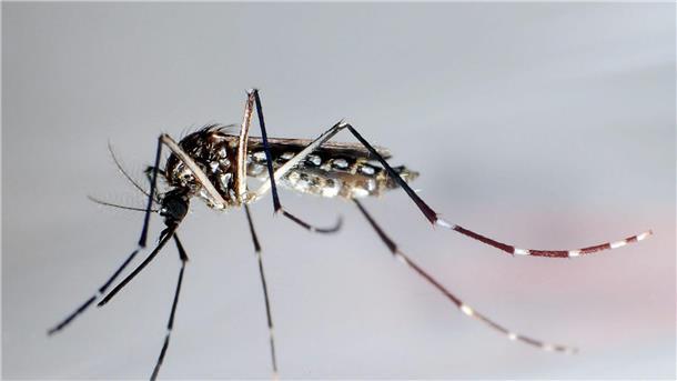 Mehr als fünf Millionen Dengue-Fälle in Brasilien Die Gelbfiebermücke, Denguemücke oder Ägyptische Tigermücke überträgt verschiedene Krankheiten.