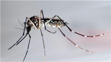 Die Gelbfiebermücke überträgt verschiedene Krankheiten, darunter die Dengue-Viren.