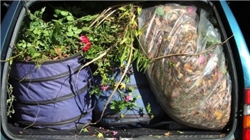 Grünabfälle in einem Kofferraum.