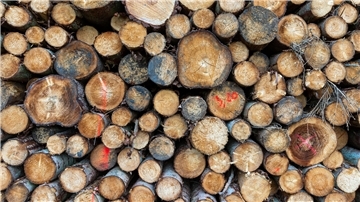 Holz