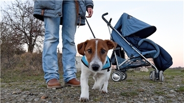 Die Gemeinde will die Hundesteuer anheben: Neben der Erhöhung um 18 Euro auf 60 Euro für den ersten Hund sind für den zweiten Hund 10,50 Euro mehr (neu: 84 Euro) vorgesehen. Auch für jeden weiteren Hund sollen Halter zukünftig mehr zahlen.