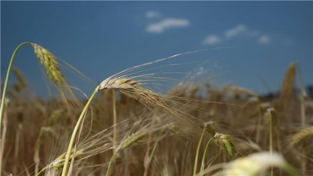 Schlechtere Getreideernte wegen Trockenheit erwartet Die Getreideernte könnte in Deutschland in diesem Jahr schlechter ausfallen.