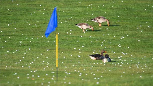 Golfplätze sollen attraktiver für Insekten und Vögel werden Die Graugänse fühlen sich schonmal wohl - bald sollen sich auch mehr Insekten und Vögel auf Golfplätzen tummeln.