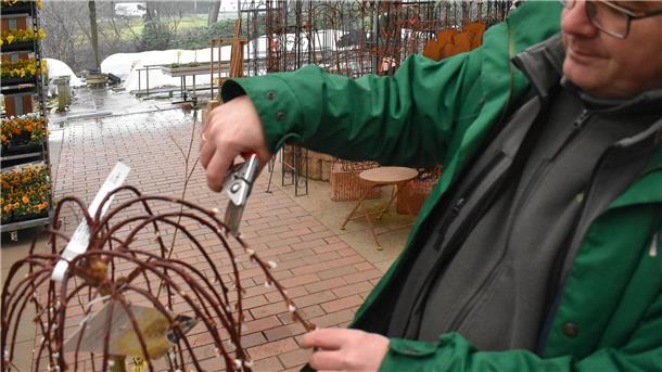 Warum jetzt der richtige Zeitpunkt ist, um Büsche im Garten kräftig zu schneiden Michael Meyer, Kätzchenweide