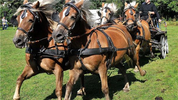 Midlum feiert Traditionsmarkt an historischer Windmühle Die Haflinger Freunde Kreis Cuxhaven präsentieren sich am 3. September bei einer großen Pferdeschau im Rahmen des Midlumer Marktes.